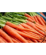 New Fresh 775 Seeds Carrot Nantes Scarlet Buy Any 15Order - $9.58