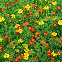 New 500 Signet Marigold Seeds Starfire Mix Fresh USA Garden - $8.99