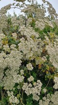 California Buckwheat Seeds - $3.95