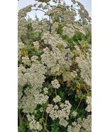 California Buckwheat Seeds - $5.36 CAD