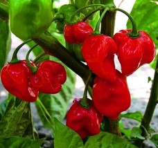 Fresh Garden Caribbean Red Habanero Pepper Seeds | Spicy | Hot Peppers | Vegetab - £7.49 GBP