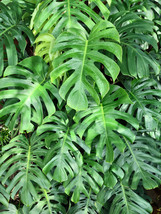 5 Organic Split Leaf Philodendron (Monstera deliciosa) Seeds Swiss Cheese Plant - $12.50