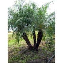 25+ Pygmy Date Palm  Phoenix Roebelenii seeds  FRESH newly harvested , 2023 - £3.09 GBP+