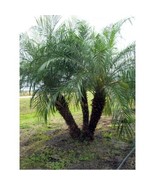 25+ Pygmy Date Palm  Phoenix Roebelenii seeds  FRESH newly harvested , 2023 - £3.10 GBP+