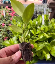 Well-rooted Plug Lipstick / Lipstick Vine or Basket Vine Live plant - $23.96