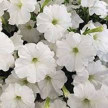 Petunia &#39;Success&#39; White Trailing Petunia 200 Seeds, flowering home garden - £7.74 GBP