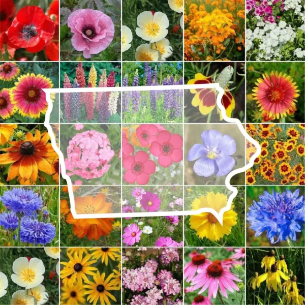 Fresh Wildflower Iowa State Flower Mix Perennials Annuals 1000 Seeds - £5.56 GBP