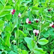 Dwarf Grey Sugar Snow Pea Garden Seeds Gardening New Fresh Seeds - $14.74