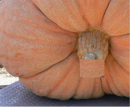 HeirloomSupplySuccess 3 Heirloom Atlantic Giant Pumpkin Seeds - £7.50 GBP