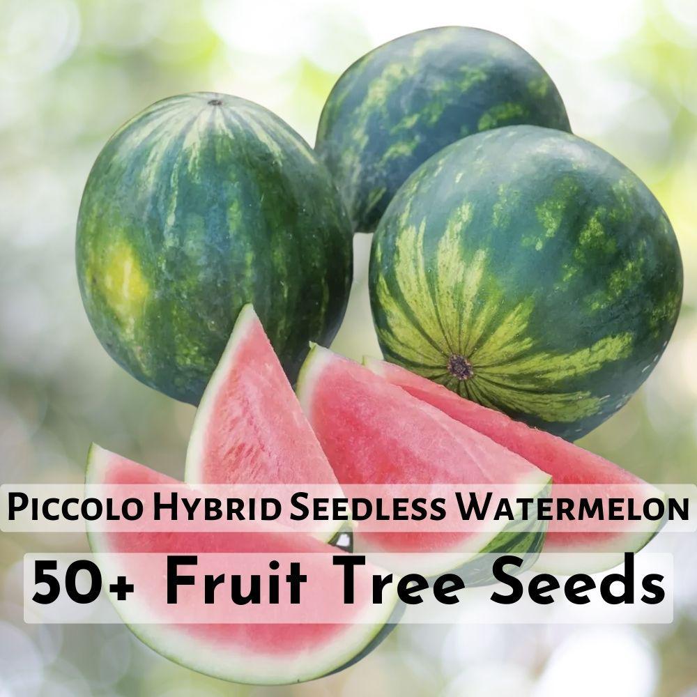 50+ Piccolo Hybrid (Seedless) Watermelon Seeds Fruit Tree Seeds - $11.90