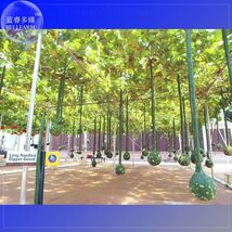 Long Handle Dipper Gourd 10 seeds interesting gourd - €5,19 EUR