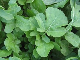 Arugula Roquette 600 Seeds Soprano Herb Fresh Garden USA SELLER - £16.22 GBP