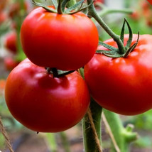 SML Dundale Pea Sprouting Seed 2 Ounce Bulk Seeds - $12.69