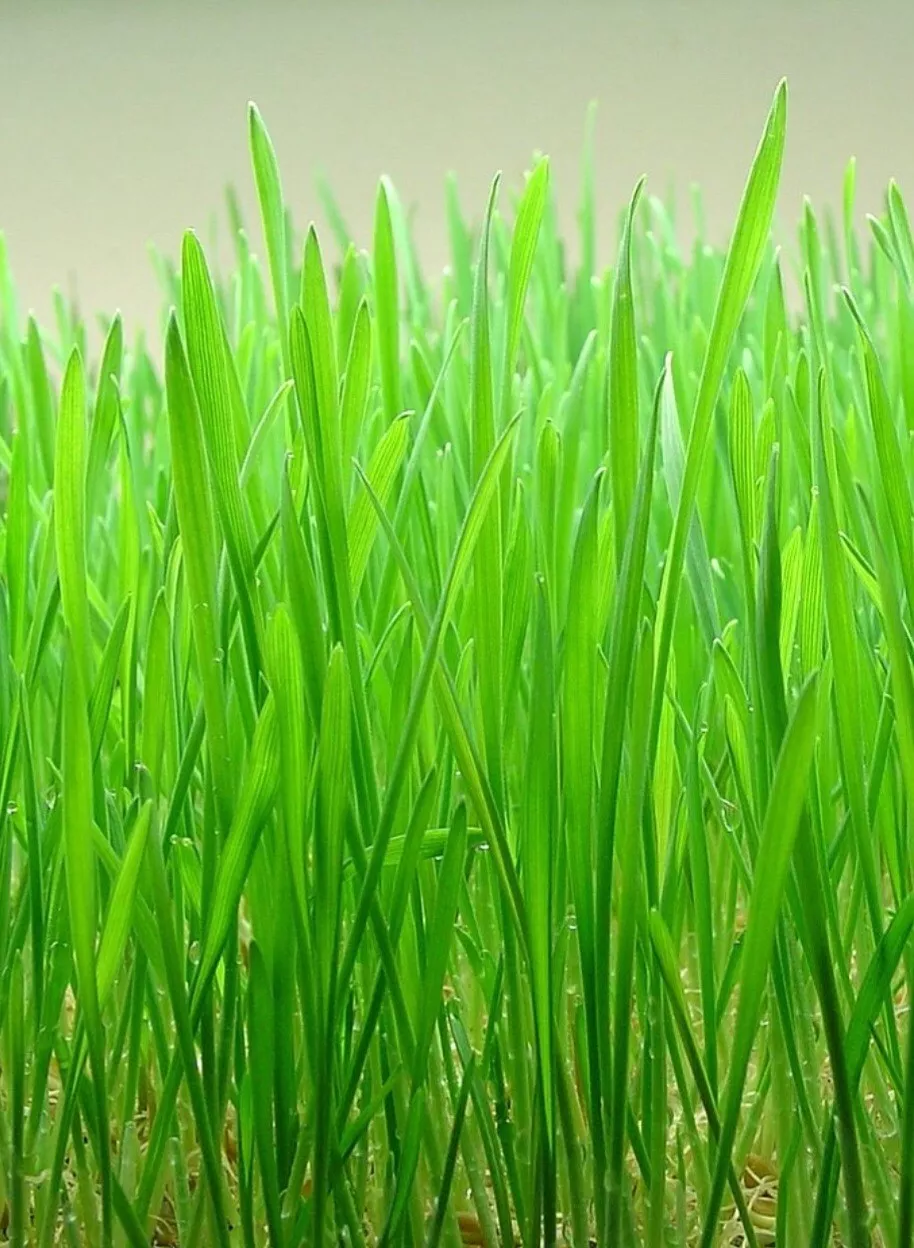 FARM 250 Wheatgrass Seeds Cat Grass Non Gmo Edible Microgreens Bulk Seeds - $183.92 MXN