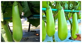 400 Elevate Your Garden With Emerald Long Eggplant Seeds Internationalship - £19.77 GBP