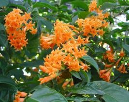 Flowering Jasmine Plant Orange Zest Cestrum Aurantiacum Attracts Butterflies - £31.95 GBP