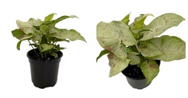 4&quot; Pot - Milk Confetti Arrowhead Plant - Syngonium/Nepthytis - Live Plant - $58.99