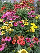 Live Starter Plant Echinacea Cheyenne Spirit Daisy - $24.88