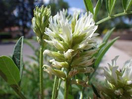 40 Seeds Organic American Licorice - £7.32 GBP