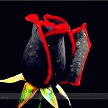 PWO Fresh Super Black Rose With Red Edge Seeds, Professional Pack, 50 Seeds / Pa - $3.46