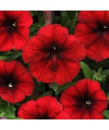 USA Seller 2R6D7 Petunia Seeds Tidal Wave Red Velour 25 Pelleted Seeds - £20.86 GBP