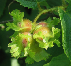 5 Pc Seeds American Hazelnut, Corylus Americana Seeds for Planting | RK - £12.97 GBP