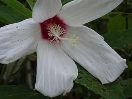 Hibiscus Moscheutos Swamp Rose Mallow Hibiscus Native Perennial 25 Seeds USA Sel - $10.00