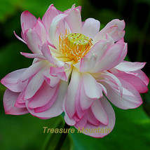 Seeds Tassels Luxury Nelumbo Nucifera Lotus Flower Pond Plant Seed - $6.99