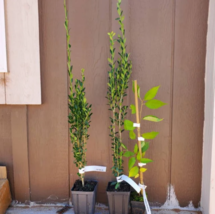 2.5" Pots 2 Sky Pencil Japanese Holly Shrub/Hedge/Trees, 6-18" Tall Live Plants - $79.90