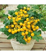 SKM Sugar Snap Pea Seeds Easy to Grow - $18.20 CAD