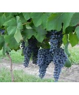 NORTON CYNTHIANA Red Wine Grape Vine 4-6 FT Tall Live Plant Vineyard Growing - $92.10