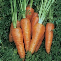 Chantenay Red Cored Carrot Seeds 1000 Vegetable Fresh Gardening USA Shipping - $5.88