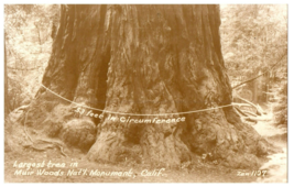 Zan-1107 Redwoods Muir Woods National Monument California RPPC Postcard - £11.83 GBP