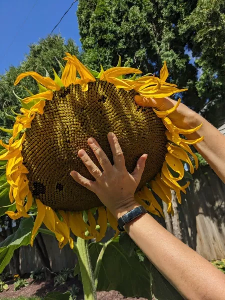 New Fresh Giant Huge Mammoth Sunflower 25 Seeds 16 Ft Tall 24” Wide - £9.04 GBP