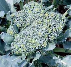 Grow In US Broccoli Seed Calabrese Heirloom Non Gmo 100 Seeds Broccoli S... - £7.60 GBP