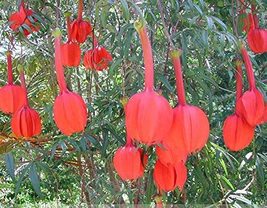 Passiflora Parritae Huge Tubular Blooming Orange-red Flower, 15 Seeds - $14.80