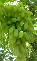 BELLFARM Golden Green Sweet Grape Organic Seeds,  Item NO: E3088 - £8.62 GBP