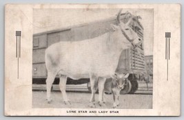 San Antonio TX Lone Star and Lady Star Milk Cows Of Jeanne Mausley Postc... - £7.86 GBP