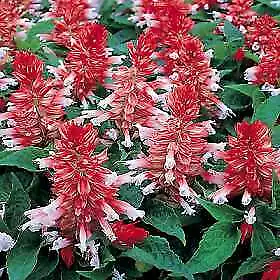 Salvia Vista Red and White 1,000 seeds - £37.60 GBP