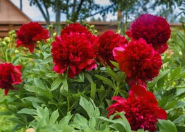 10 Seeds Giant Dark Red Peony Double Flowers - £7.78 GBP