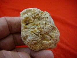 (k-3170) 35 g Rare Kauri tree Gum copal young Amber New Zealand Tane Mahuta - $29.39