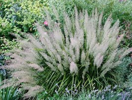 OKB 50 Diamond Grass Seeds - Korean Feather Reed Grass - Calamagrostis B... - £11.55 GBP