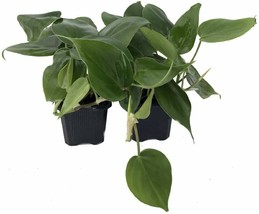 Philodendron Cordatum Heart Leaf 2 Live Plants Indoor Houseplant - £28.76 GBP