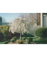 Live Plant - 1 Weeping Cherry Tree Prunus x yeodensis shidare yoshino - ... - $39.00