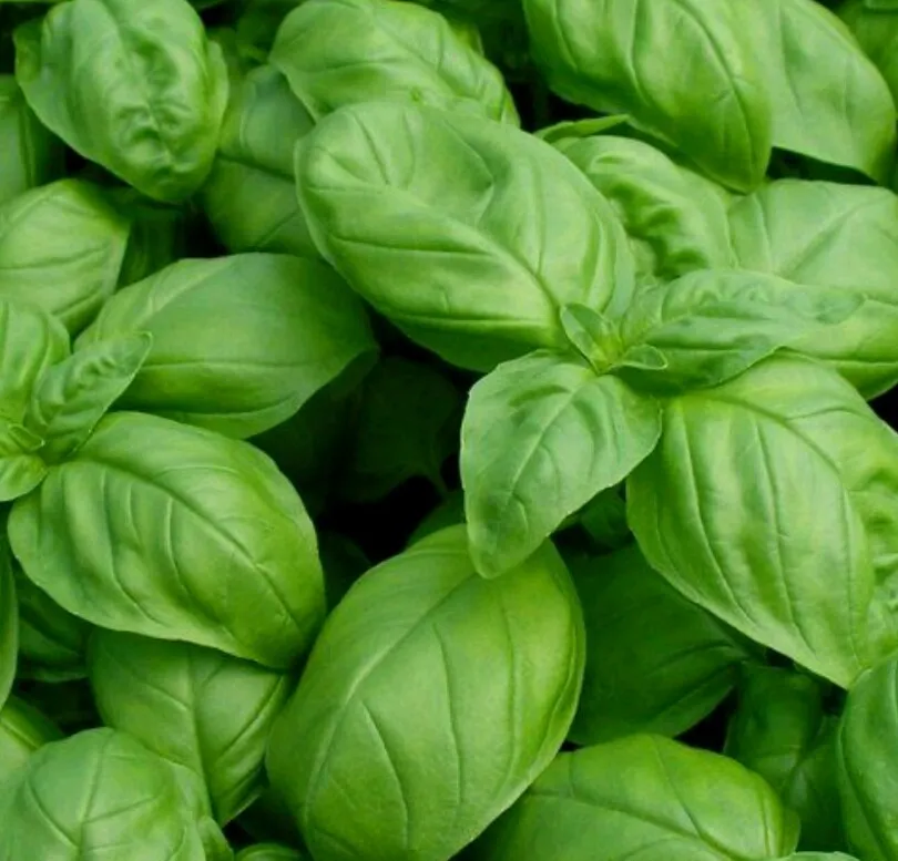1000 Basil- Genovese Seeds-Open Pollinated-NON GMO. - £4.47 GBP