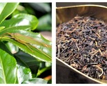 10 Seeds TEA PLANT Black Green Drinking Tea Camellia Sinensis Tree Shrub... - $26.93
