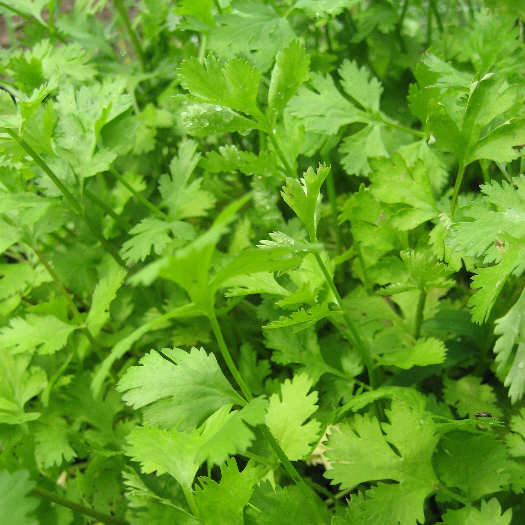 750 Fresh Cilantro Seeds | Versatile Herb for Flavorful Dishes | Easy to... - $5.98