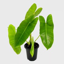 Live Plant Philodendron &#39;Burle Marx&#39;, Indoor &amp; Outdoor Plant, Houseplant - $22.95