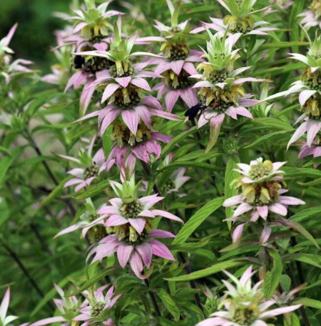 Bee Balm Spotted Biennial Pollinator Attract Bees Hummingbirds Non-Gmo 300 Seeds - $7.96