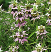 Bee Balm Spotted Biennial Pollinator Attract Bees Hummingbirds Non-Gmo 300 Seeds - $7.96
